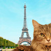 Day 67: Sugar Goes To Paris by sheilalorson