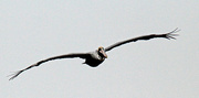 24th Feb 2023 - Feb 24 Pelican Close Up IMG_1610AA