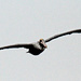 Feb 24 Pelican Close Up IMG_1610AA by georgegailmcdowellcom