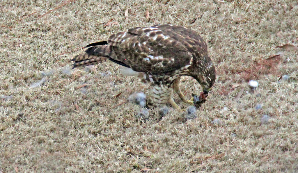 Feb 26 Hawk Eating IMG_1670 by georgegailmcdowellcom