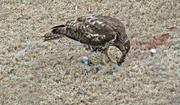 26th Feb 2023 - Feb 26 Hawk Eating IMG_1670