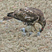 Feb 26 Hawk Eating IMG_1670 by georgegailmcdowellcom