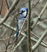 27th Feb 2023 - Feb 27 Blue Jay IMG_1712A