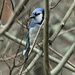 Feb 27 Blue Jay IMG_1712A by georgegailmcdowellcom