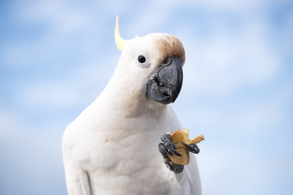 Cheeky cockatoos! by dkbarnett