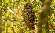 8th Mar 2023 - Found the Barred Owl Today!