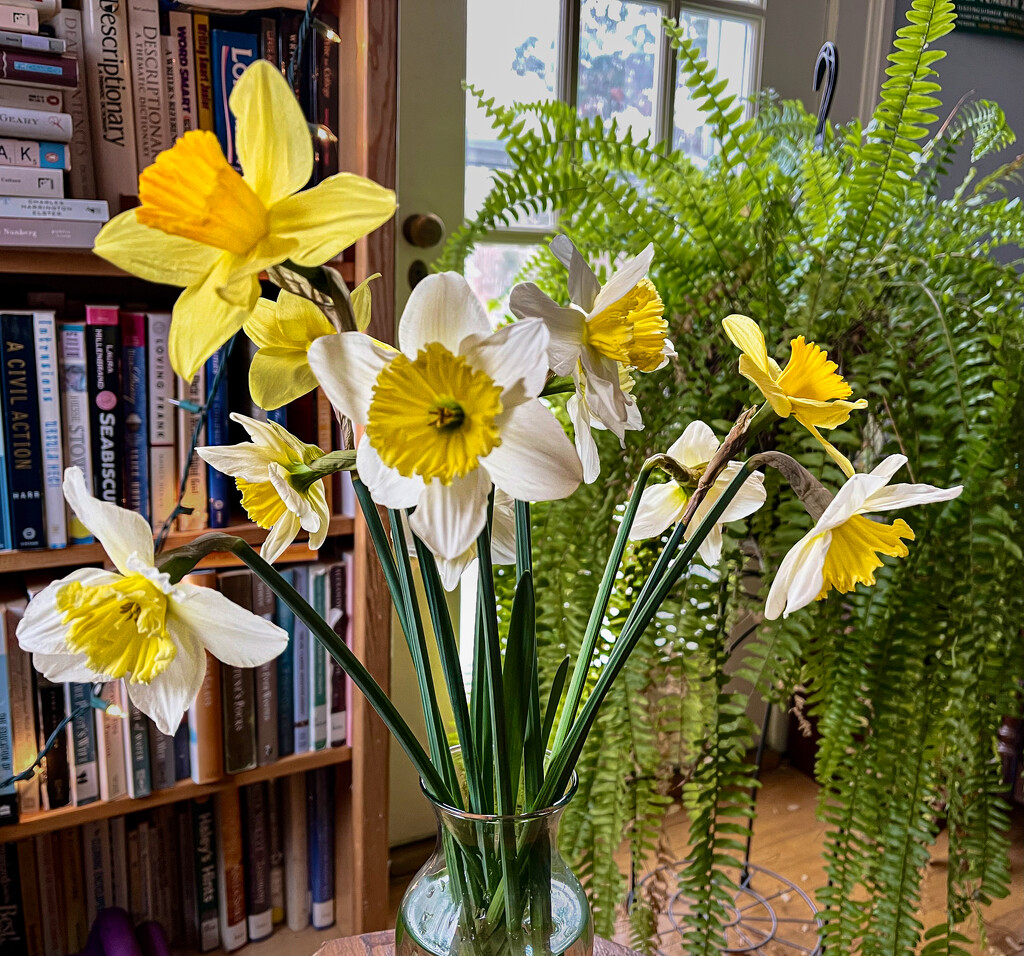 Daffodils by jbritt