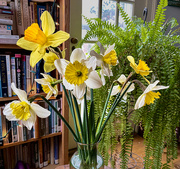 3rd Mar 2023 - Daffodils