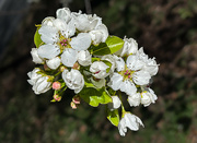 4th Mar 2023 - Pear blossoms