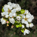 Pear blossoms by jbritt