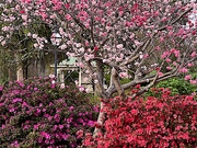 9th Mar 2023 - Cherry blossoms and azaleas