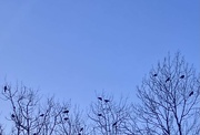 6th Mar 2023 - Flocking birds