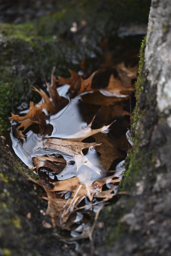 The Puddle in the Hollow of our Oak by metzpah