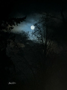 7th Mar 2023 - ~Moonlight~