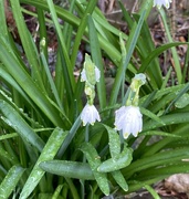 8th Mar 2023 - It’s Snowing on the Snowdrops 