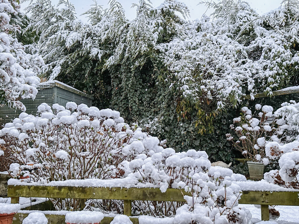 Extras - Snowy garden  by pamknowler
