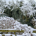Extras - Snowy garden  by pamknowler