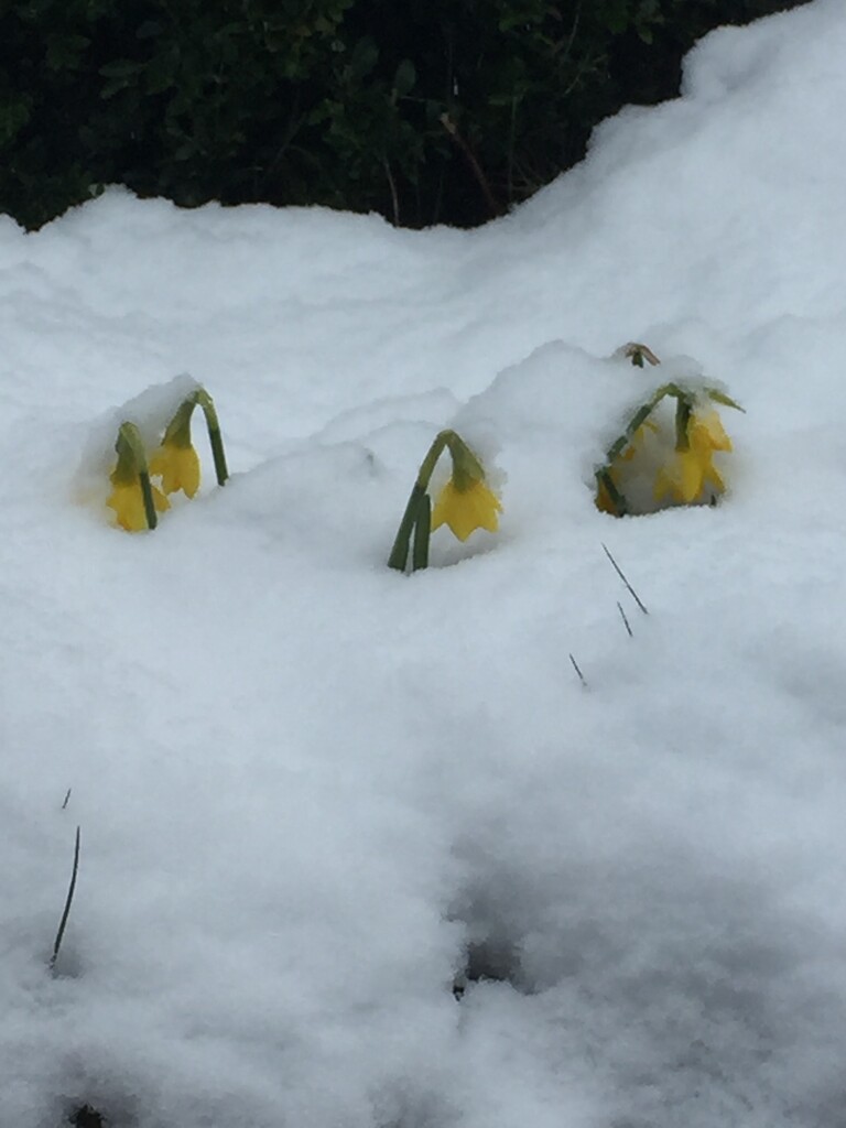 A bit sad - these daffs thought Spring had arrived!  by snowy