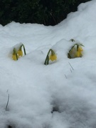 9th Mar 2023 - A bit sad - these daffs thought Spring had arrived! 