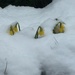 A bit sad - these daffs thought Spring had arrived!  by snowy