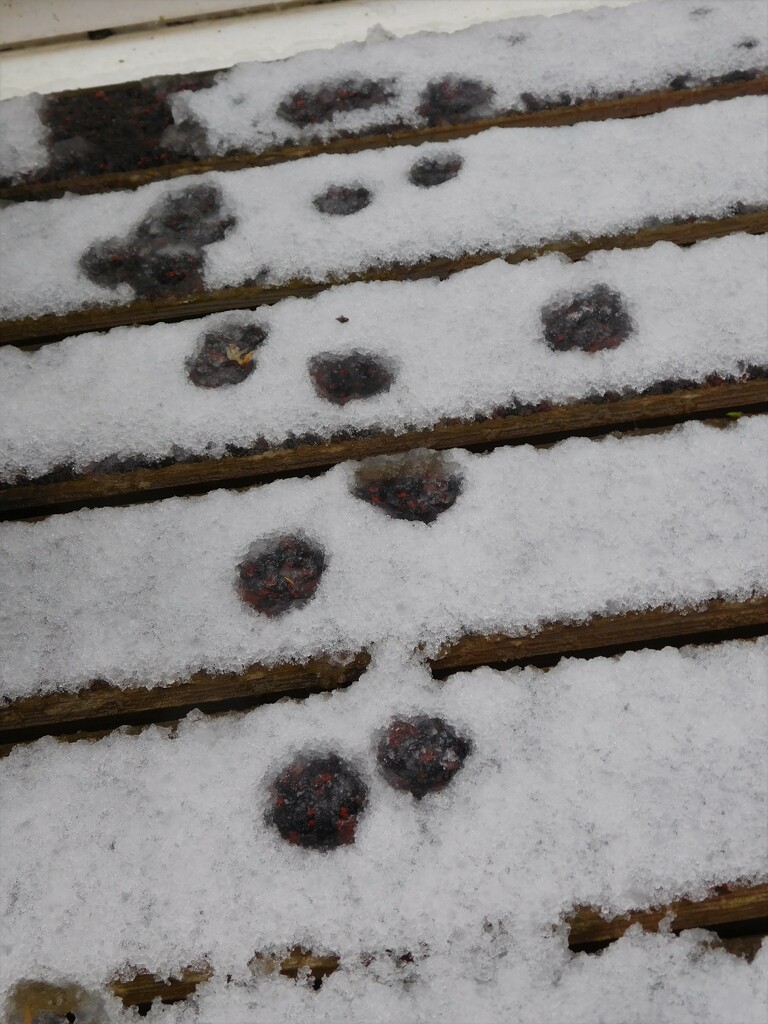Footprints in the Snow by 365anne