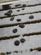 8th Mar 2023 - Footprints in the Snow