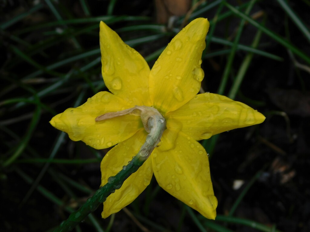Back of a daffodil  by 365anne