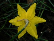 9th Mar 2023 - Back of a daffodil 