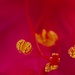 Tiny Balls Of Golden Pollen P3093645 by merrelyn