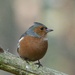 MISTER CHAFFINCH  by markp