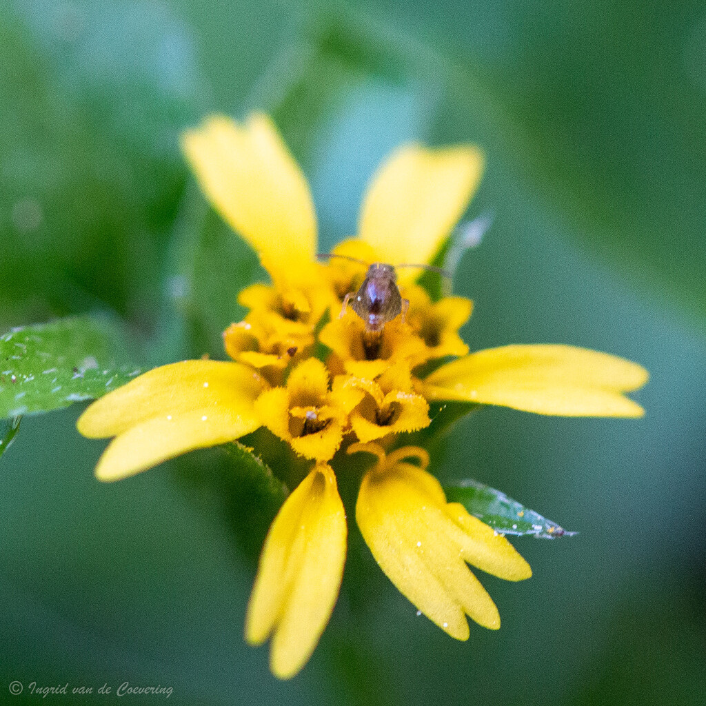 Mini flower and insect!  by ingrid01
