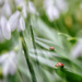 The little ladybug by pompadoorphotography