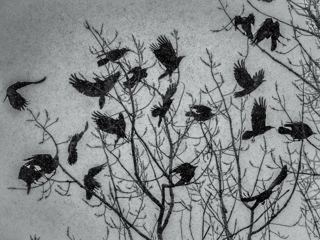 Snowstorm and rooks by haskar