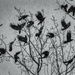 Snowstorm and rooks by haskar