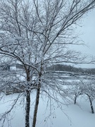 9th Mar 2023 - Snow Trees and Paddocks