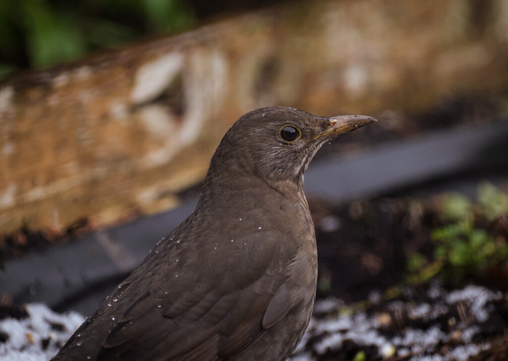 Young Blackbird by brocky59