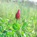 Crimson Clover... by thewatersphotos