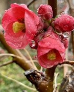 9th Mar 2023 - Raindrops on buds