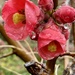 Raindrops on buds by lizgooster