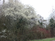 6th Mar 2023 - Black thorn hedging