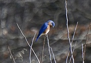 9th Mar 2023 - Bluebird in the field