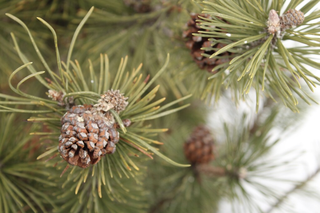Pinecones-more of nature’s beauty by mltrotter