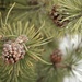 Pinecones-more of nature’s beauty by mltrotter