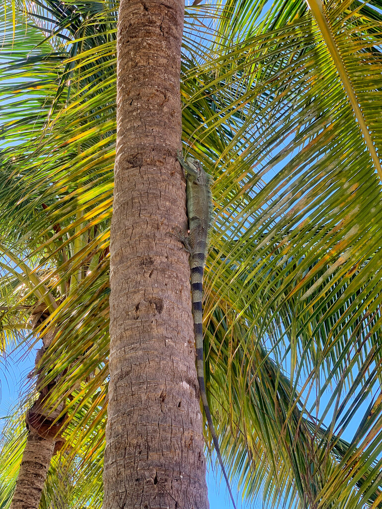 Iguana on the palmtree.  by cocobella