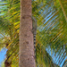 Iguana on the palmtree.  by cocobella