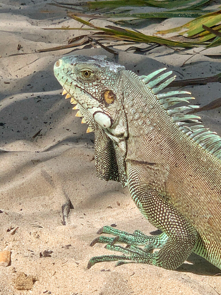 Iguana.  by cocobella