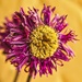 Wilted Flower