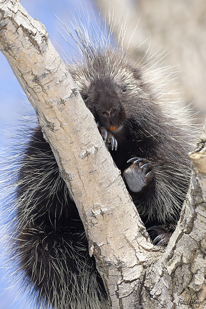 Hello little porcupine by fayefaye