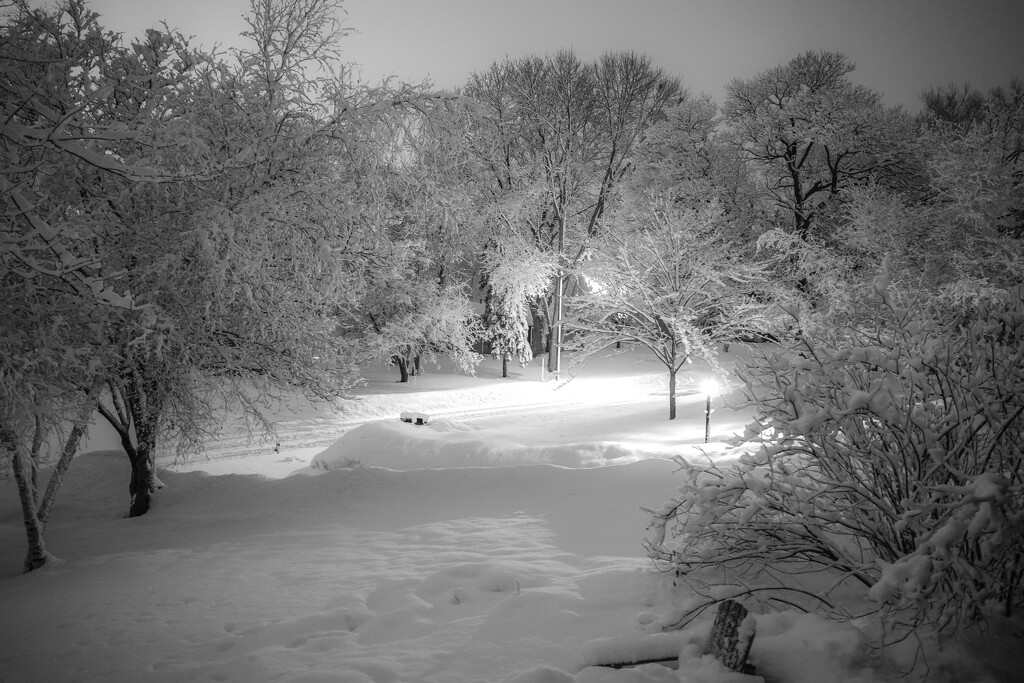 Snow Covered Trees at Dawn  by tosee