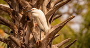 9th Mar 2023 - Snowy Egret, Checking out the Real Estate!